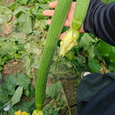 Jiamei 60 Long Sponge Gourd, 100 Seeds