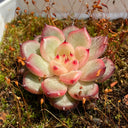 Echeveria cv. 'Starlight Jenny', 2pcs x 1-head