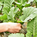 Yuanfeng Leaf Cabbage Hybrid, 100 Seeds