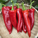 Premium Spicy Red Pickled Pepper Seeds, 0.5g