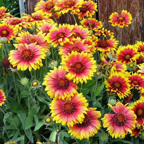 Blanket Flower (Gaillardia aristata) Seeds, 100 Seeds