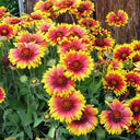 Blanket Flower (Gaillardia aristata) Seeds, 100 Seeds