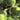 Krim Tomato, 10 Seeds