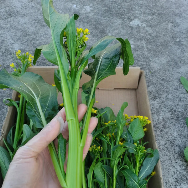 'Li Jian' 120-Day Sweet Choy Sum Seeds, 20g