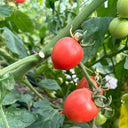 'Jingfan Fenxing No.2' Tomato, 10 Seeds