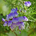 Feather-leaved Psoralea, 1 Seeds
