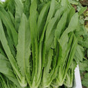 All-Season Youmai Cai Seeds, 10g