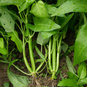 Three-Forked Water Spinach Seeds, 10g