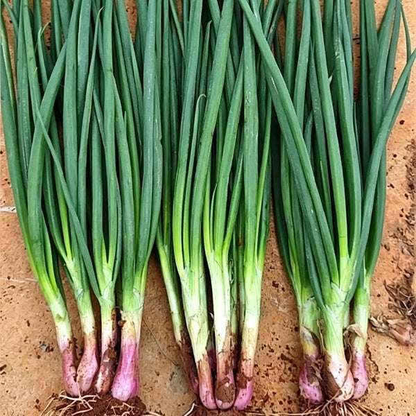 Shouhe Red Skin Scallion, 5g