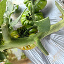 Black Steak Tomato, 100 Seeds