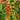 940 Amber Cherry Tomato, 5 Seeds