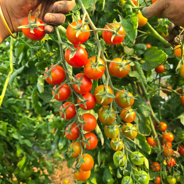 940 Amber Cherry Tomato, 5 Seeds
