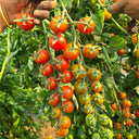 940 Amber Cherry Tomato, 5 Seeds