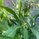 Job's Tears Seeds, 50 Seeds