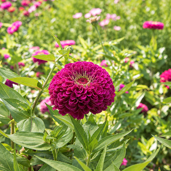 W1348 Large-Flowered Purple Zinnia, 100 Seeds