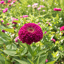 W1348 Large-Flowered Purple Zinnia, 100 Seeds