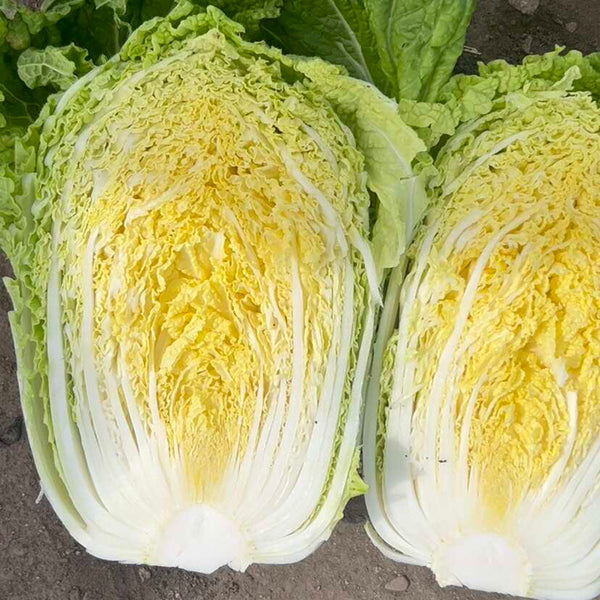 Double Season Golden Inlaid Jade Cabbage, 5g