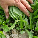 Jiemei Fast-growing Baby Bok Choy Seeds, 20g