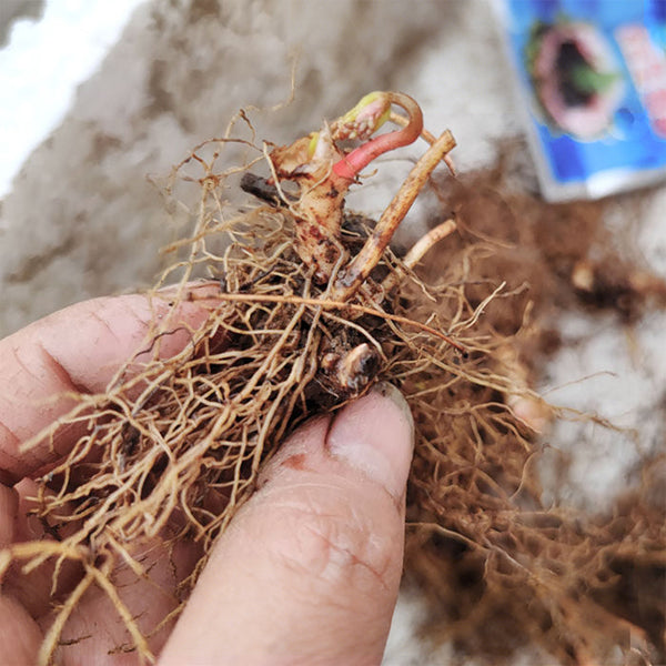 Epimedium Seedlings, 2 Roots