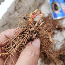 Epimedium Seedlings, 2 Roots