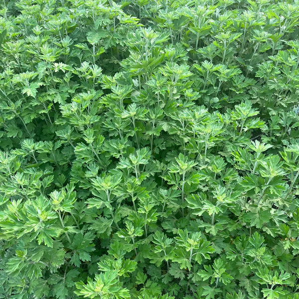Fragrant Artemisia, 500 Seeds