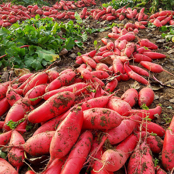 'Jinghong 30' Radish Seeds, 20g