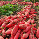 'Jinghong 30' Radish Seeds, 20g