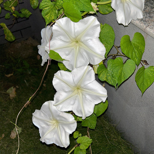 Moonflower, 3 Seeds