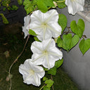 Moonflower, 3 Seeds