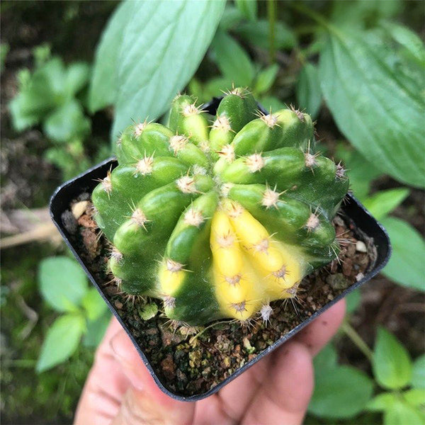 Echinopsis subdenudata Variegata Live Cactus