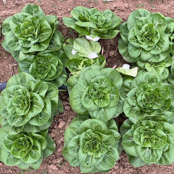 'Hefeng' Dwarf Bok Choy Seeds, 10g
