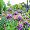 Lemon Mint Seeds, 100 Seeds