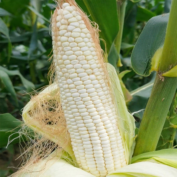 Aotiannuo 75 Sweet Waxy Corn Seeds, 40g