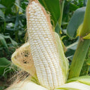 Aotiannuo 75 Sweet Waxy Corn Seeds, 40g