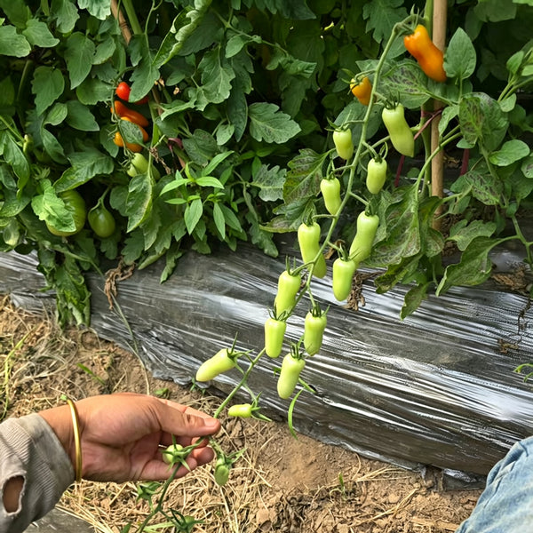 786 Magic Wand Tomato, 5 Seeds