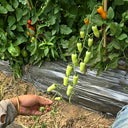 786 Magic Wand Tomato, 5 Seeds
