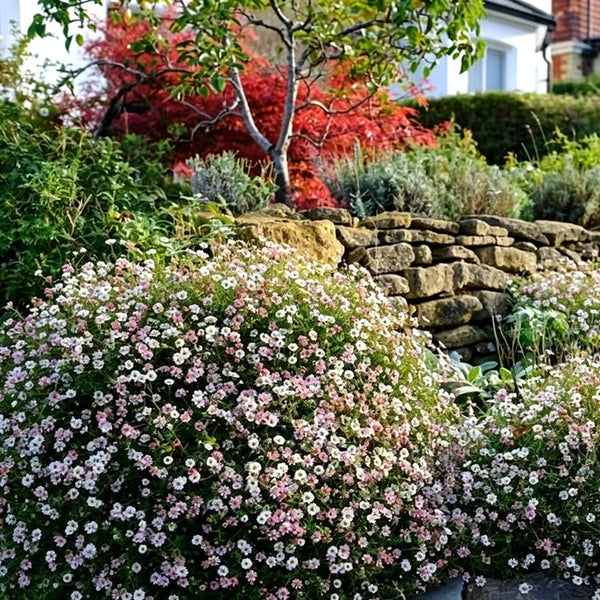 Mexican Fleabane, 20 Seeds