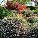 Mexican Fleabane, 20 Seeds