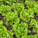 Jiemei Butter Leaf Lettuce, 2000 Seeds