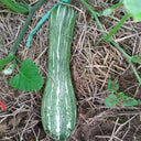 Zhengliang No.5 Pumpkin, 10 Seeds
