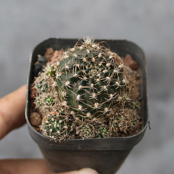 Echinopsis schieliana var. Unguispina, 3-4cm
