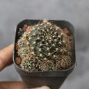 Echinopsis schieliana var. Unguispina, 3-4cm