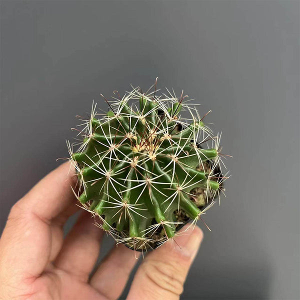 Thelocactus setispinus, 4-5cm