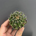 Thelocactus setispinus, 4-5cm
