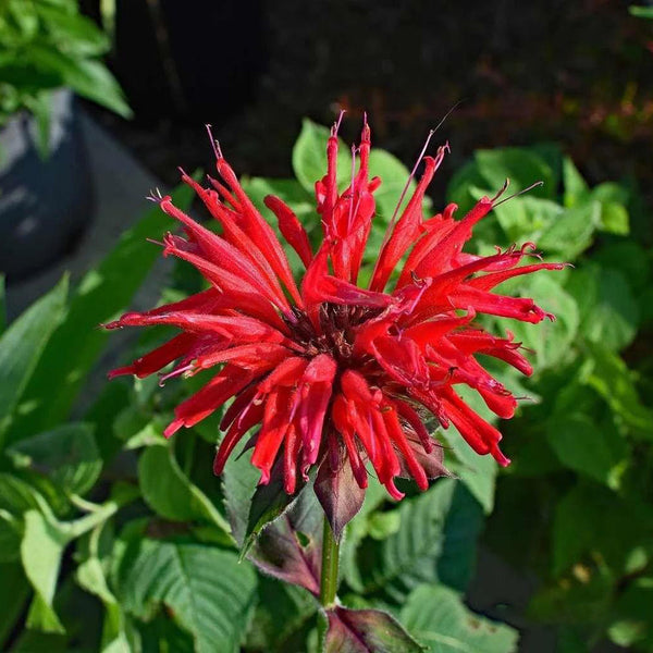 'Red Shades' Bee Balm, 10 Seeds