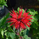 'Red Shades' Bee Balm, 10 Seeds