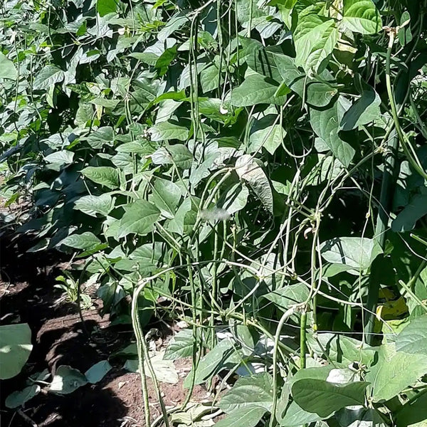 Yardlong Bean Seeds, 10g Per Bag