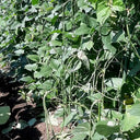 Yardlong Bean Seeds, 10g Per Bag