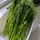 Multi-Harvest Fennel Seeds, 10g