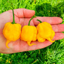 Yellow Carolina Reaper Pepper, 5 Seeds